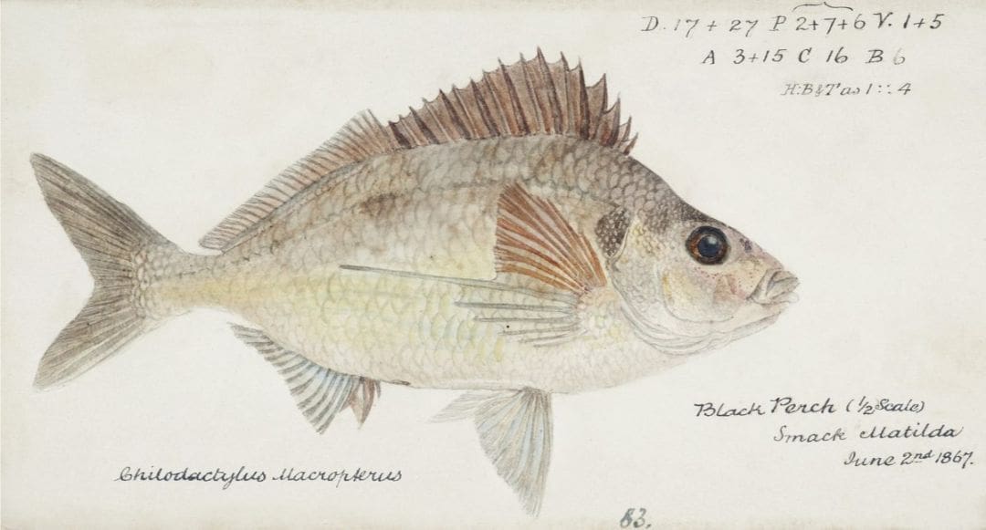 tarakihi